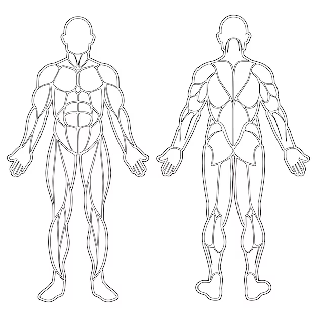 Silhouette of human body muscles — front and back view, EMG electrode placement points